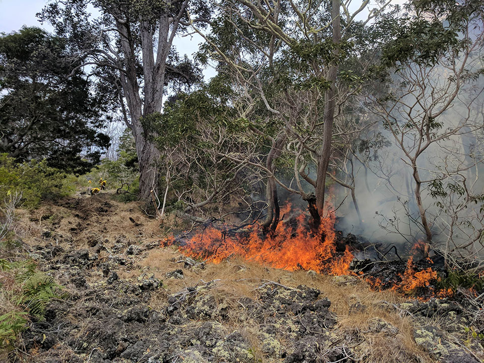 Fire burns native forest in Hawaii Volcanoes National Park as firefighters engage in suppression efforts