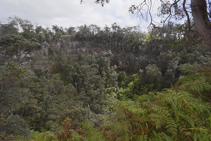 A forested pit crater in the Kahuku Unit