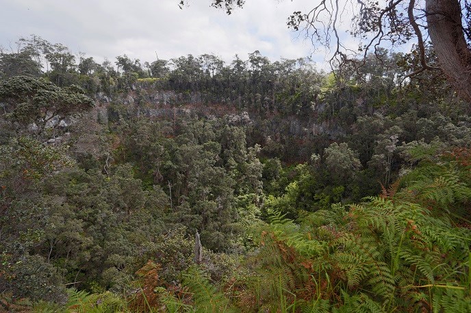 A forested pit crater in the Kahuku Unit