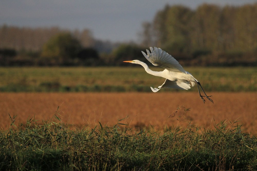 Grey Crane of Wudalianchi