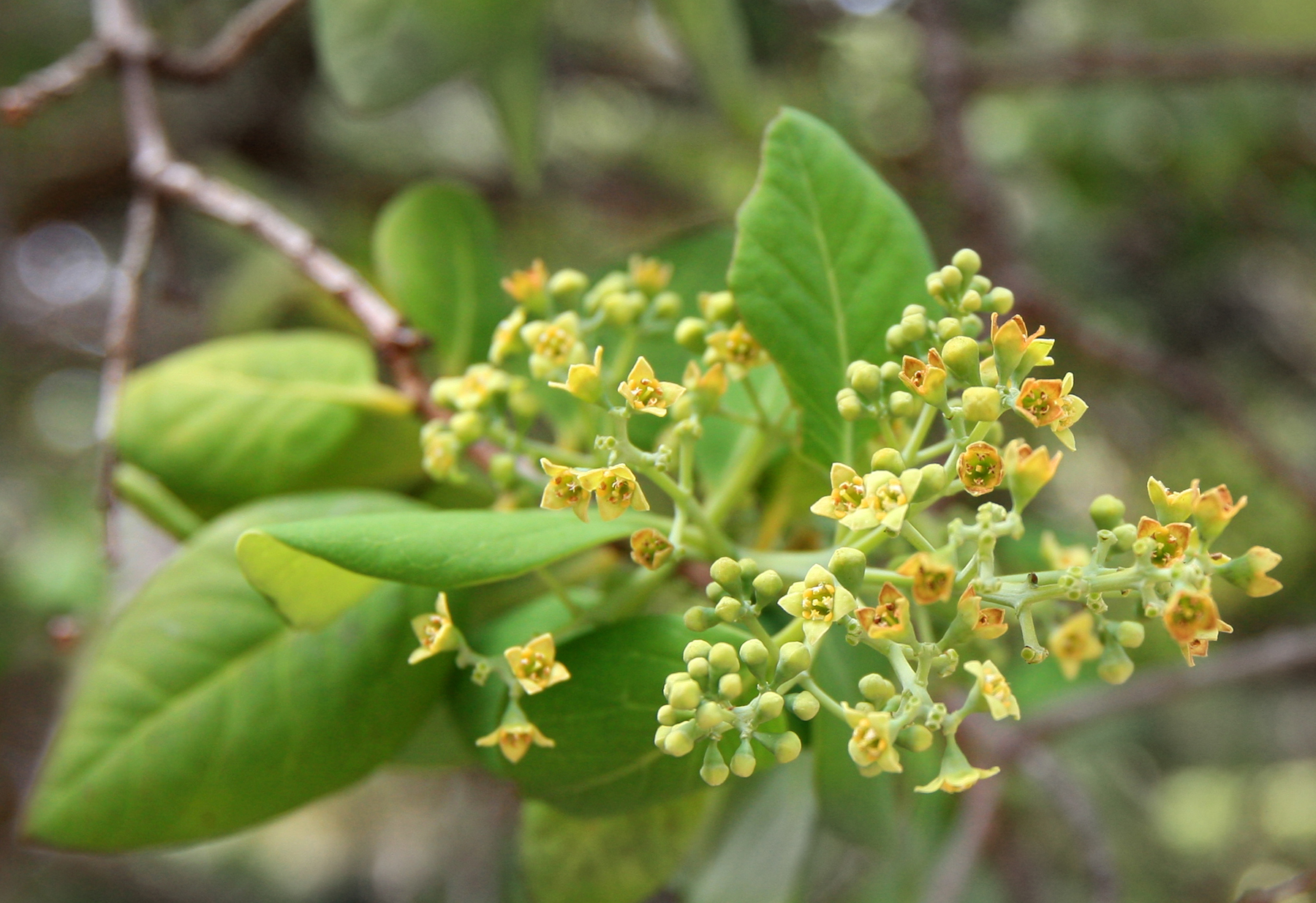 HAVO_20100901_Iliahi Flowers_MLane Closeup of tiny yellow and white flowers on a sandalwood tree