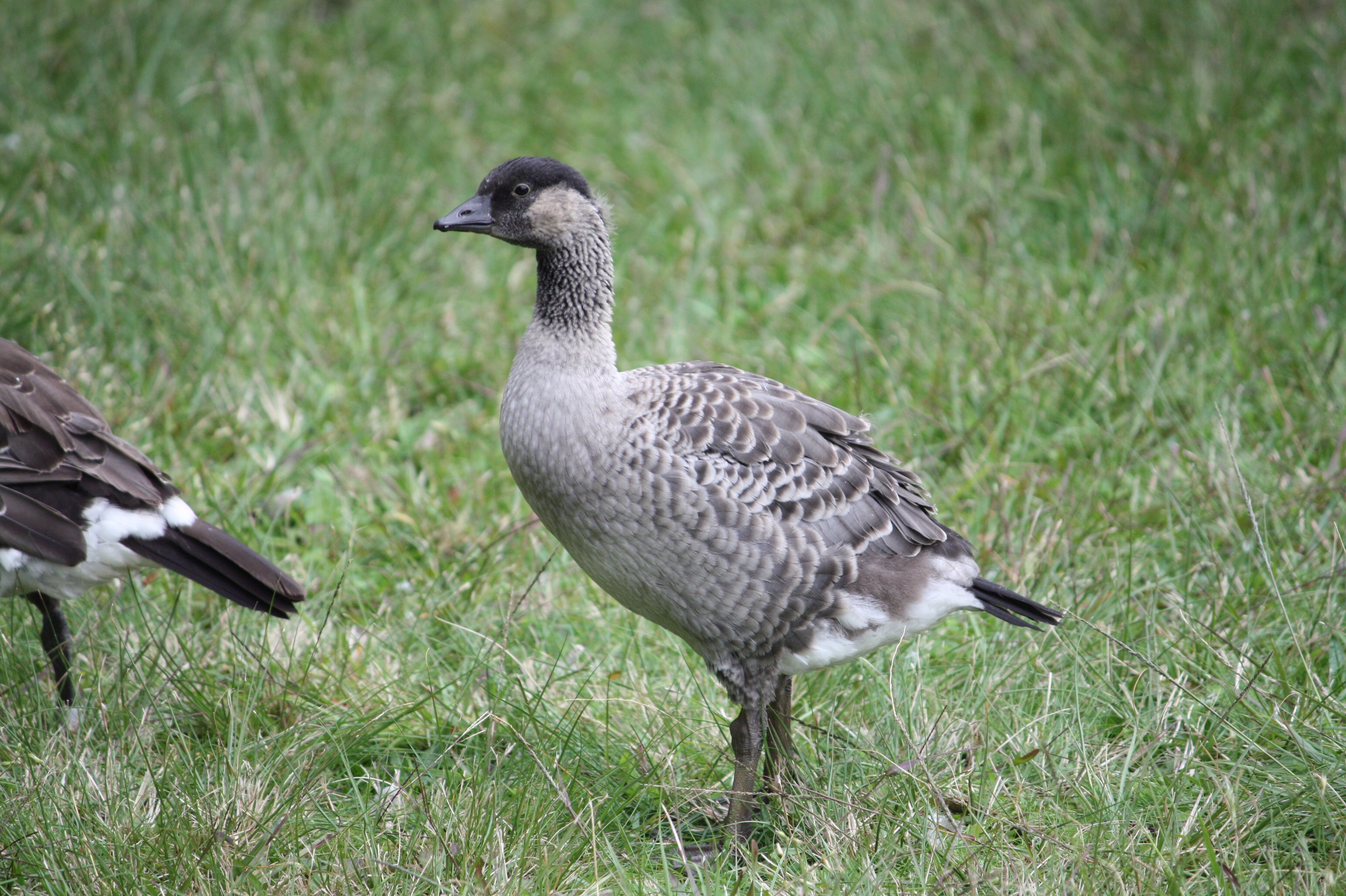 Young goose fledgling standing in grass