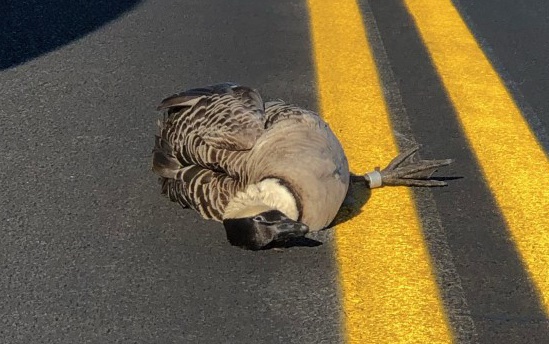 Speed kills. Slow down when driving in the park. A dead Hawaiian goose lies in the middle of a road on the yellow center lines