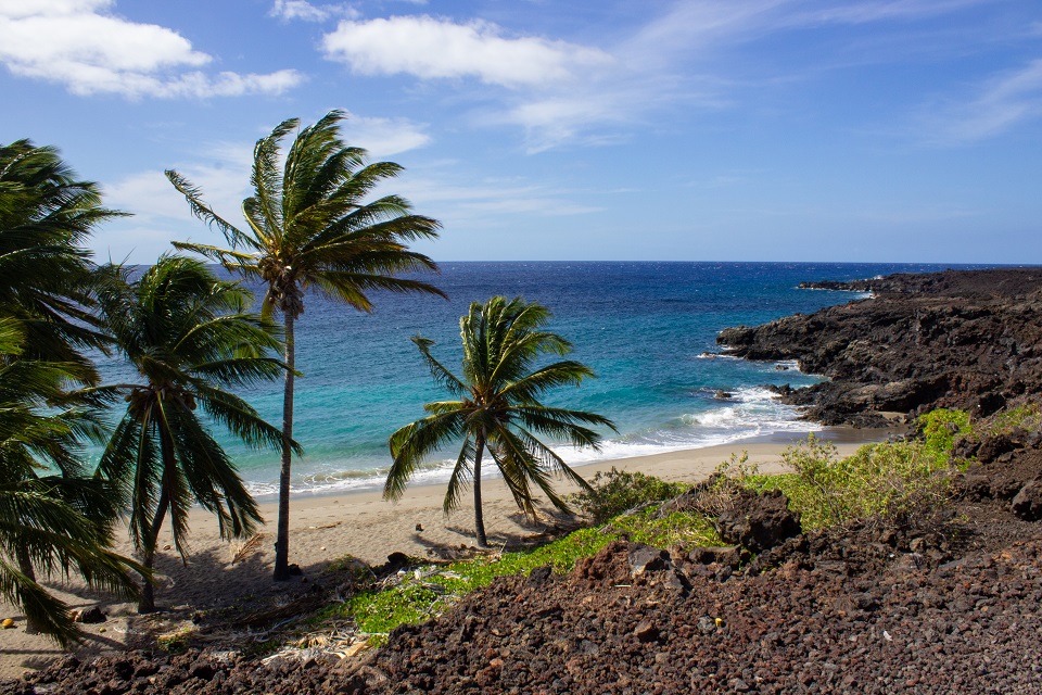 HAVO_20211112_Kahuku Beach at Pohue Bay_J.Ferracane Palm trees grow on a white sand beach speckled with black lava rocks