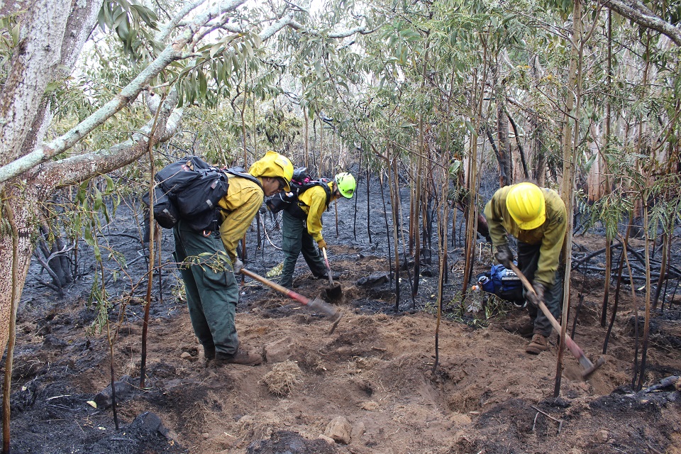 HAVO_20220713_960_mopping up Power Line fire_J.Ferracane 3 firefighters wearing yellow Nomex shirts and green Nomex pants work with shovels and handtools to put out smoldering dirt in a burned forest