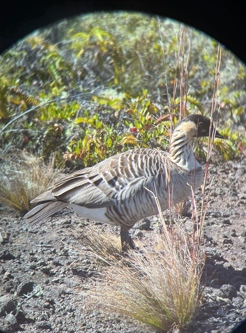 HAVO_20241109_Pregant-nene_K.Paxton A plump pregnant striped goose stands in rocky shrubland as seen through binoculars