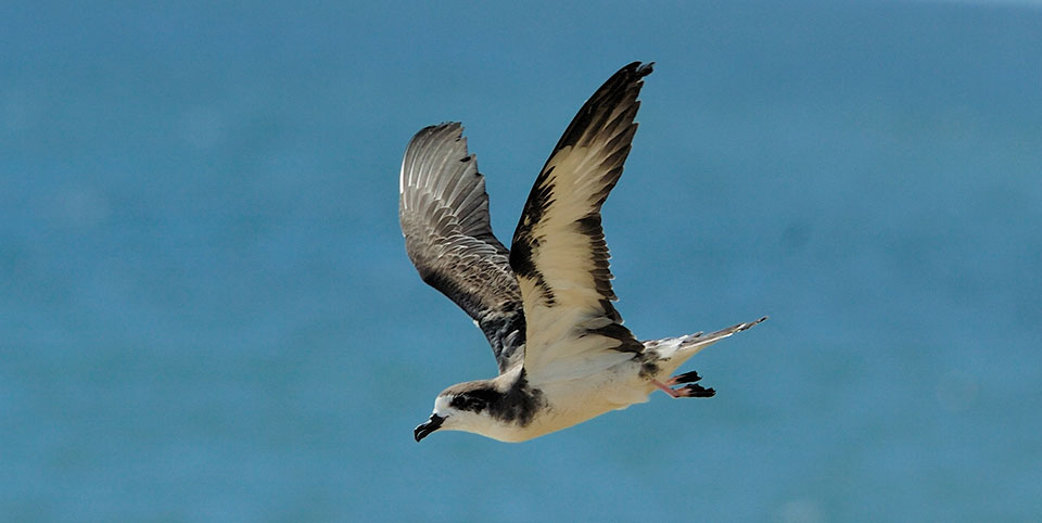 ‘Ua‘u in flight