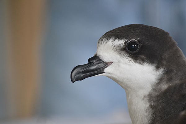 Closeup of an ‘ua‘u, Hawaiian petrel