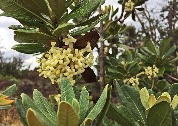 Hō‘awa flowering