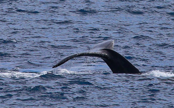 Humpback whale fluke up dive off Ka‘ena Point