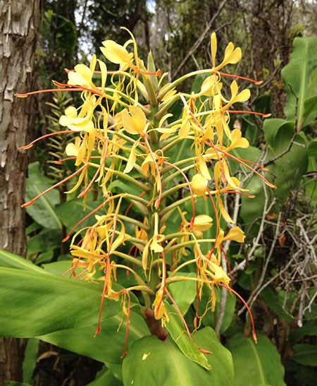 Invasive Himalayan ginger in bloom