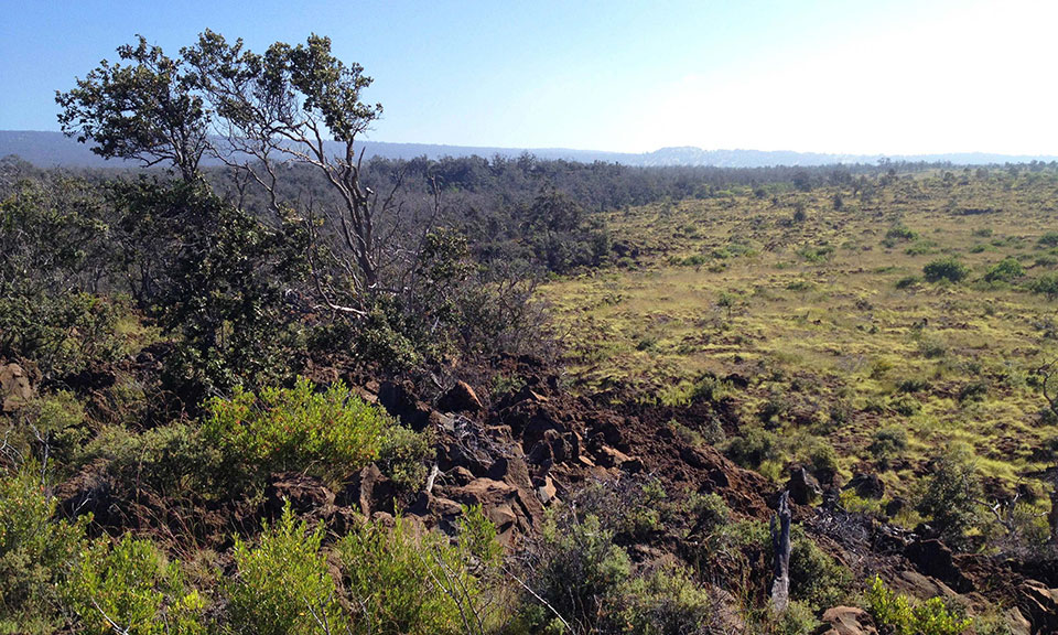 Kahuku land and dry forest Kahuku land and dry forest