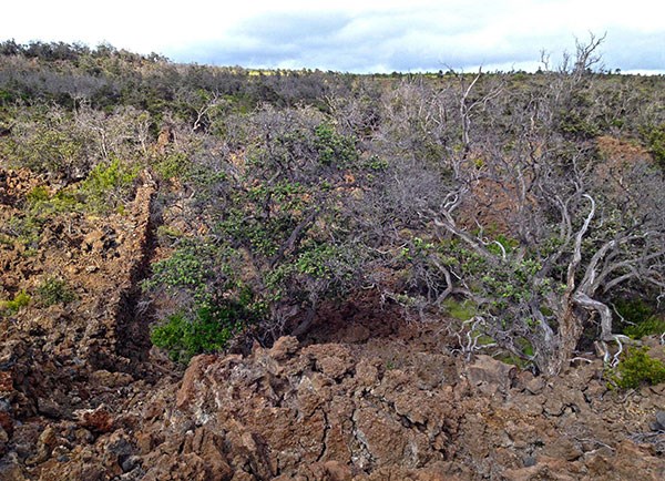 Kahuku rock wall