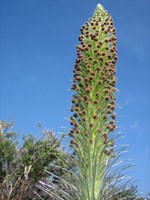 Kau silversword