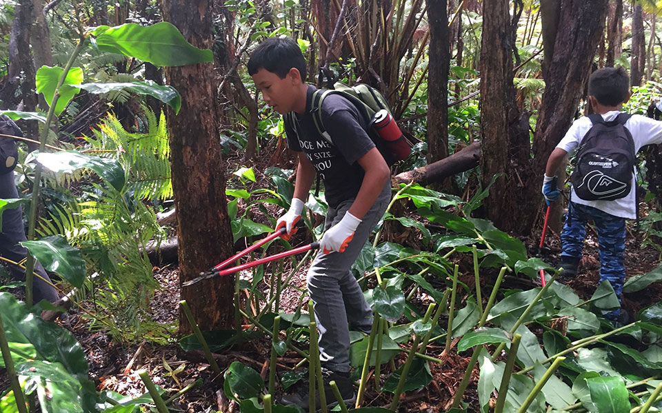 Keiki cut invasive Himalayan ginger from rainforest near Devastation Trail