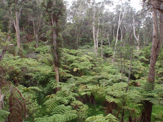 Kīpuka`akihi