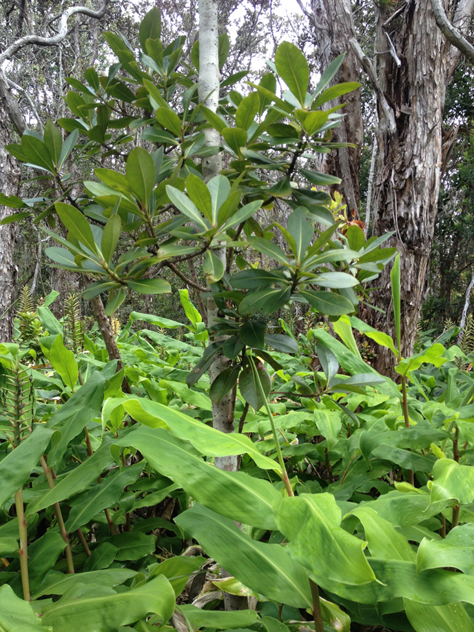 Kōlea lau nui choked by ginger