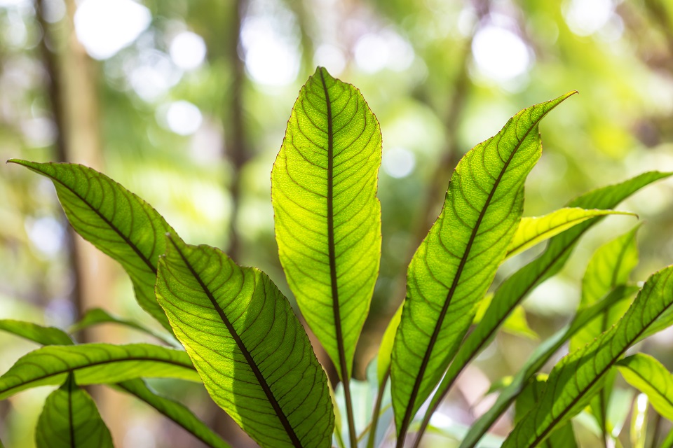 Sunlight through leaf tips on Pele lobeliad plant