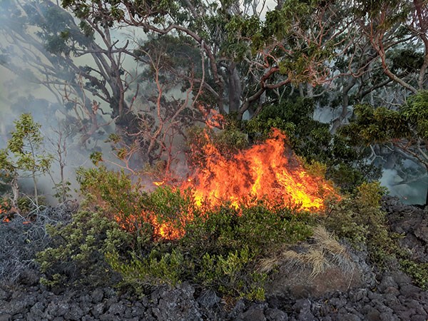 Mauna Loa brushfire burning native plants