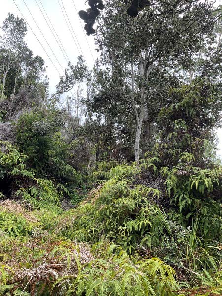 Electric transmission lines in forest Dense green forest with electric transmission lines overhead.