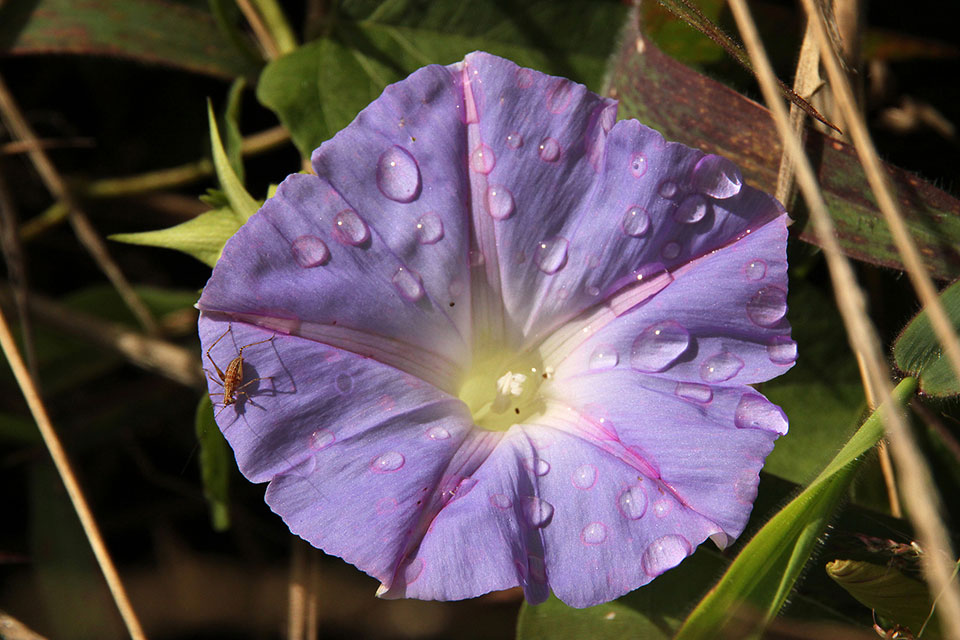 Help remove troublesome morning glory vine (Ipomea indica) at Kīpukapuaulu every Thursday at 9:30 a.m. Although it is a native plant, the koali ‘awa must sometimes be removed from trails and other native plants.