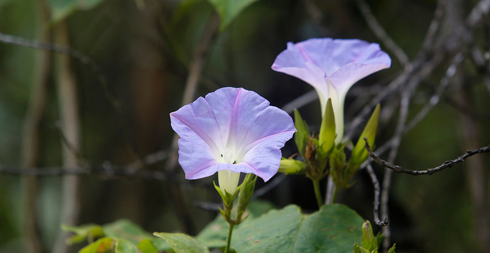 Morning glory vines can become invasive