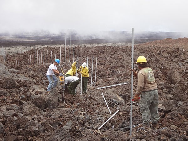 Park staff install the cat-proof fence in rough and rugged high-elevation lava fields on the slopes of Mauna Loa. The five-mile-long fence protects more than 600 acres of Hawaiian petrel habitat, and could be the longest of its kind in the United States