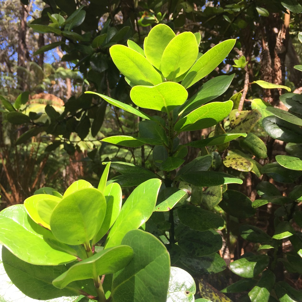 Native kōlea lau nui