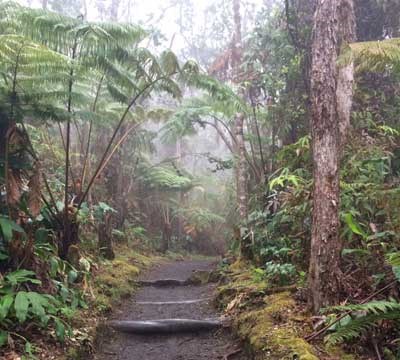 Native rain forest along Crater Rim Trail