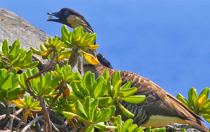 Nēnē - Hawaiian Goose