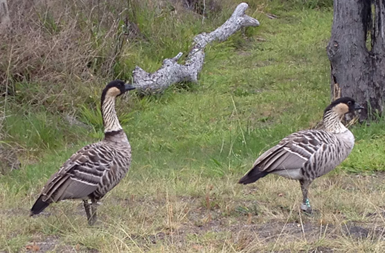 Nene pair Mauna Loa Road