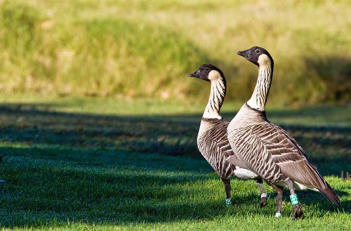 nēnē pair on the grass