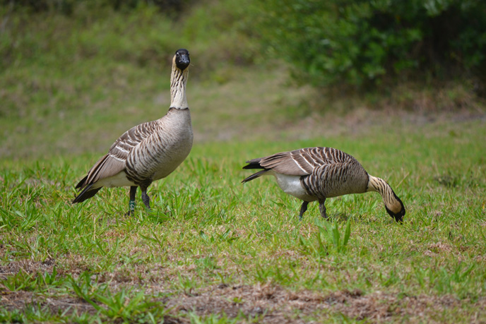 Nene pair