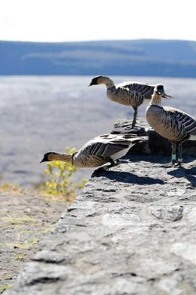 nene trio
