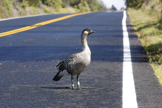 Nēnē on Chain of Craters Road