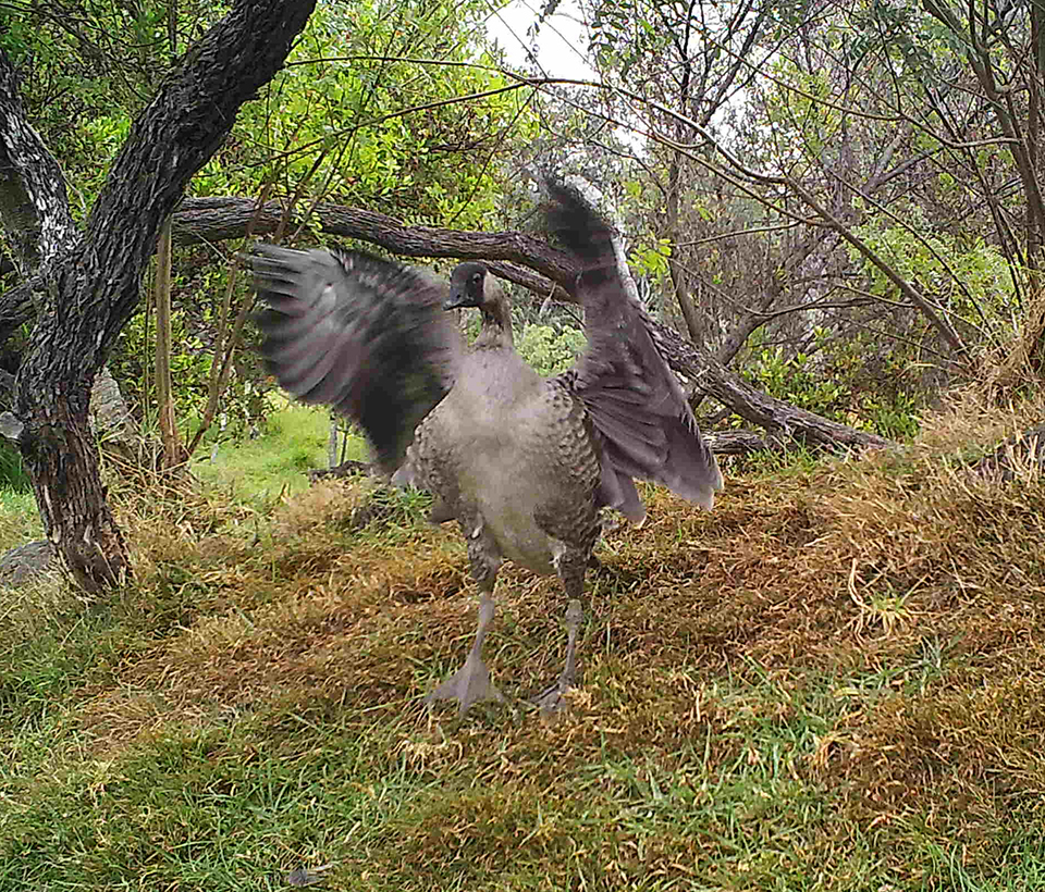 Young nēnē tests its wings