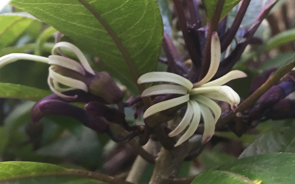 Image of ‘ōhā, or Clermontia parviflora an endemic lobeliad, found only on Hawai‘i Island, in bloom along the trail to Nāhuku (Thurston Lava Tube). Entrance fees help protect the Hawaiian ecosystem by funding fencing projects that prevent pigs and goats f