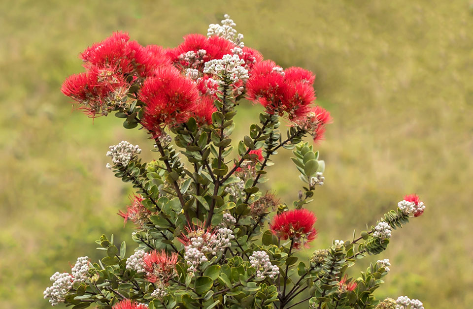 The ‘ōhi‘a lehua tree is featured during a guided hike in Kahuku on Saturday ‘Ōhi‘a lehua at Kahuku