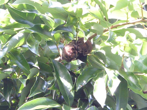ʻŌpeʻapeʻa pups in lychee