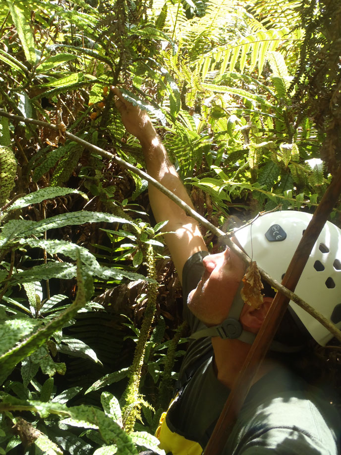 John Maka'ike collecting hāhā (Cyanea stictophylla)