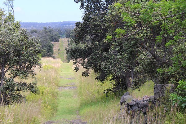 Palm Trail in the Kahuku Unit of Hawai‘i Volcanoes National Park