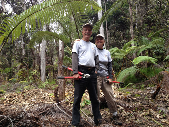 Volunteers Paul and Jane remove invasive ginger