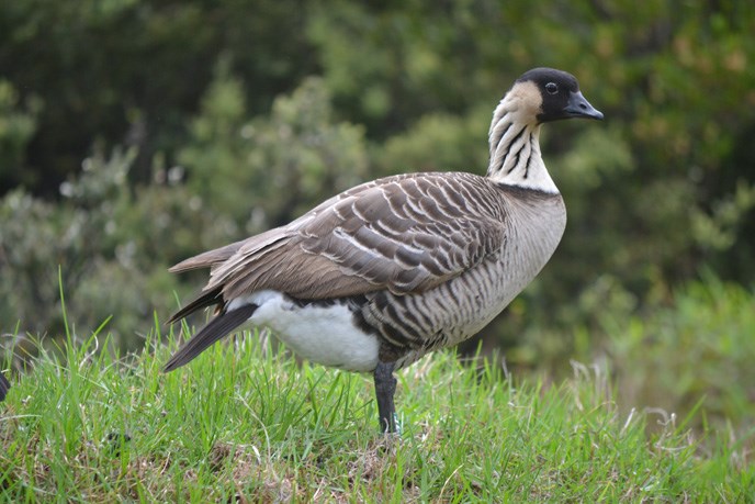 Plump female nēnē