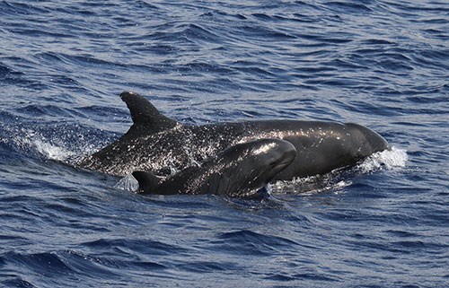 An endangered pseudoorca (false killer whale) and her calf in Hawaiian waters