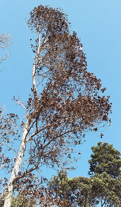 ROD infected tree in Hawai‘i Volcanoes National Park Chain of Craters Road