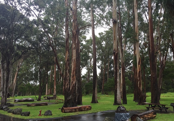 Rainy afternoon solace at Nāmakanipaio