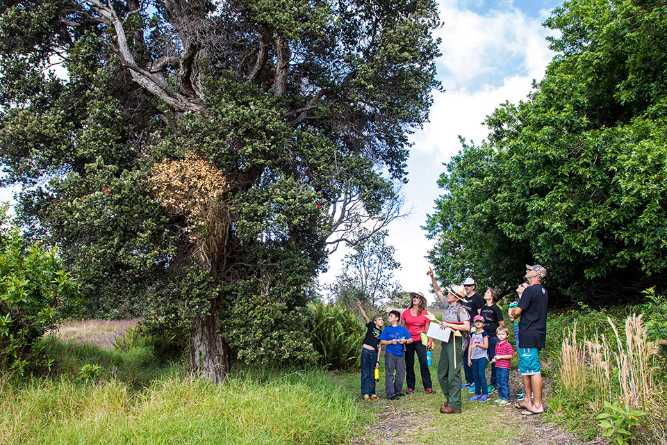 Ranger hike at Kahuku through native ‘ōhi‘a lehua forest