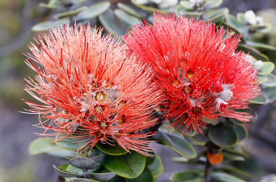 Red and orange lehua blossom on an ‘ōhi‘a tree in the Kahuku Unit