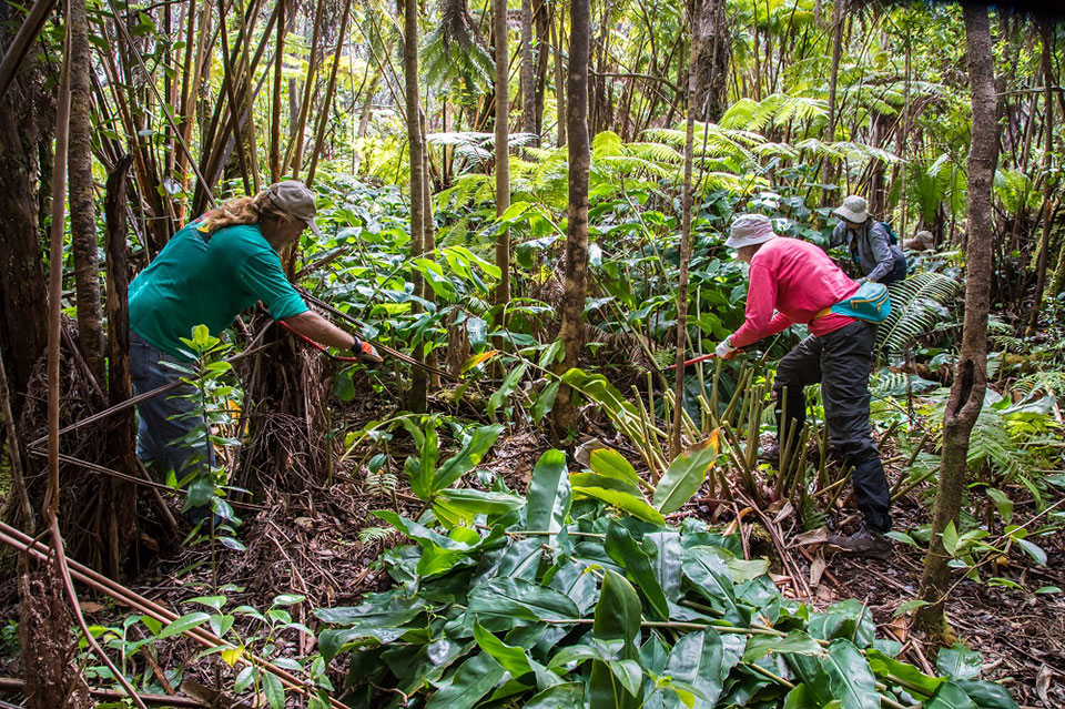 Restoring native rainforest during Stewardship at the Summit