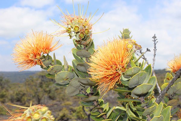 Salmon colored ‘ōhi‘a lehua in Kahuku